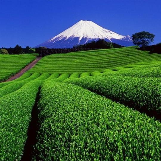 Cabin House Yado Fujinomiya Dış mekan fotoğraf